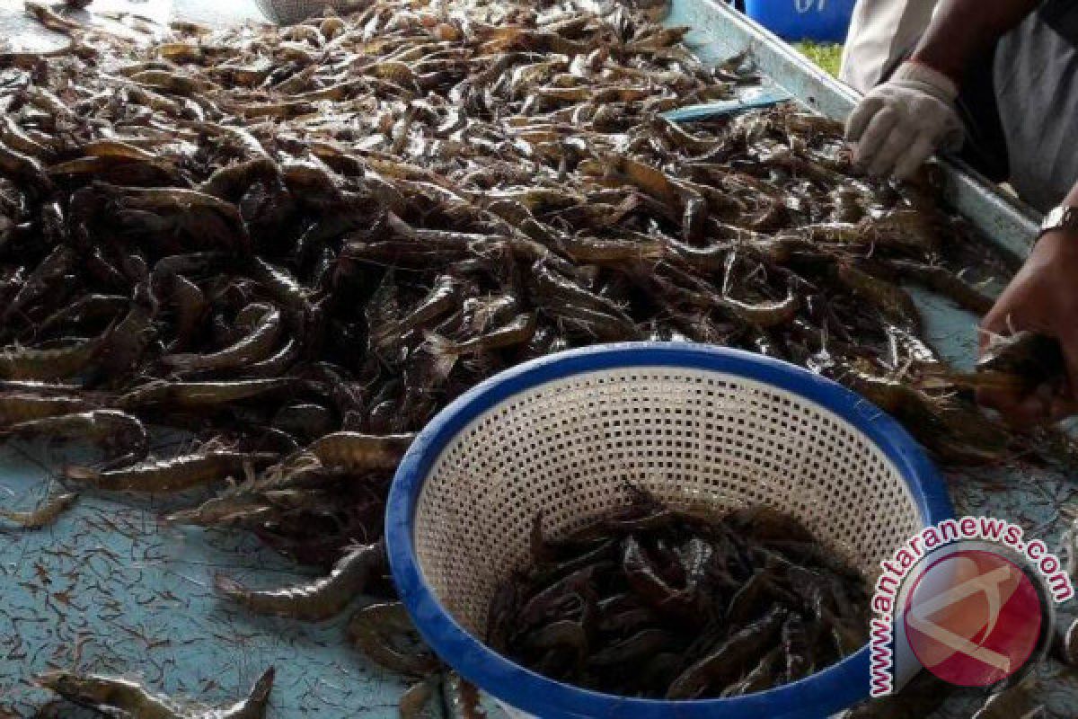 Agam Menyediakan Lahan untuk Pembudidayaan Udang Vaname