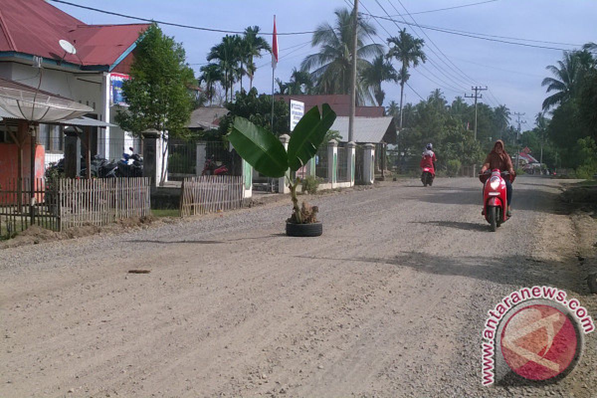 Warga Tanam Pisang Protes Pengerjaan Jalinsum Painan-Kambang