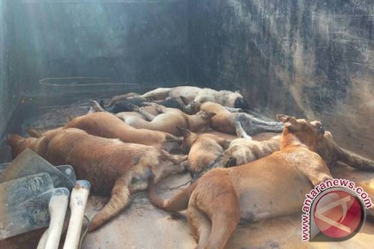 Dinas Pertanian Kabupaten Bangka Musnahkan Puluhan Anjing Liar