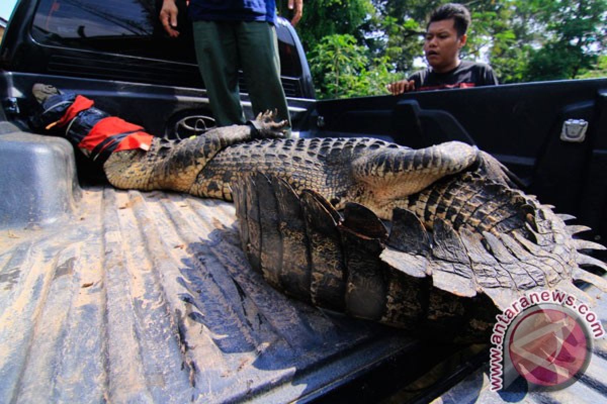 Buaya besar dipindahkan dari rumah warga