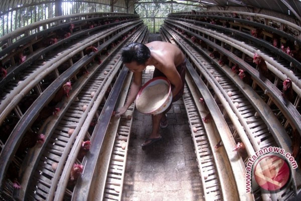 Stok Ayam Ras Kaltim 12,83 Juta Ekor 