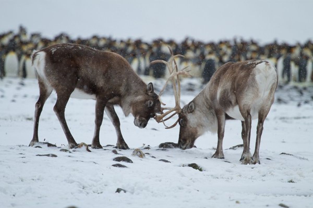 Norwegia akan musnahkan 2.000 rusa kutub untuk basmi penyakit