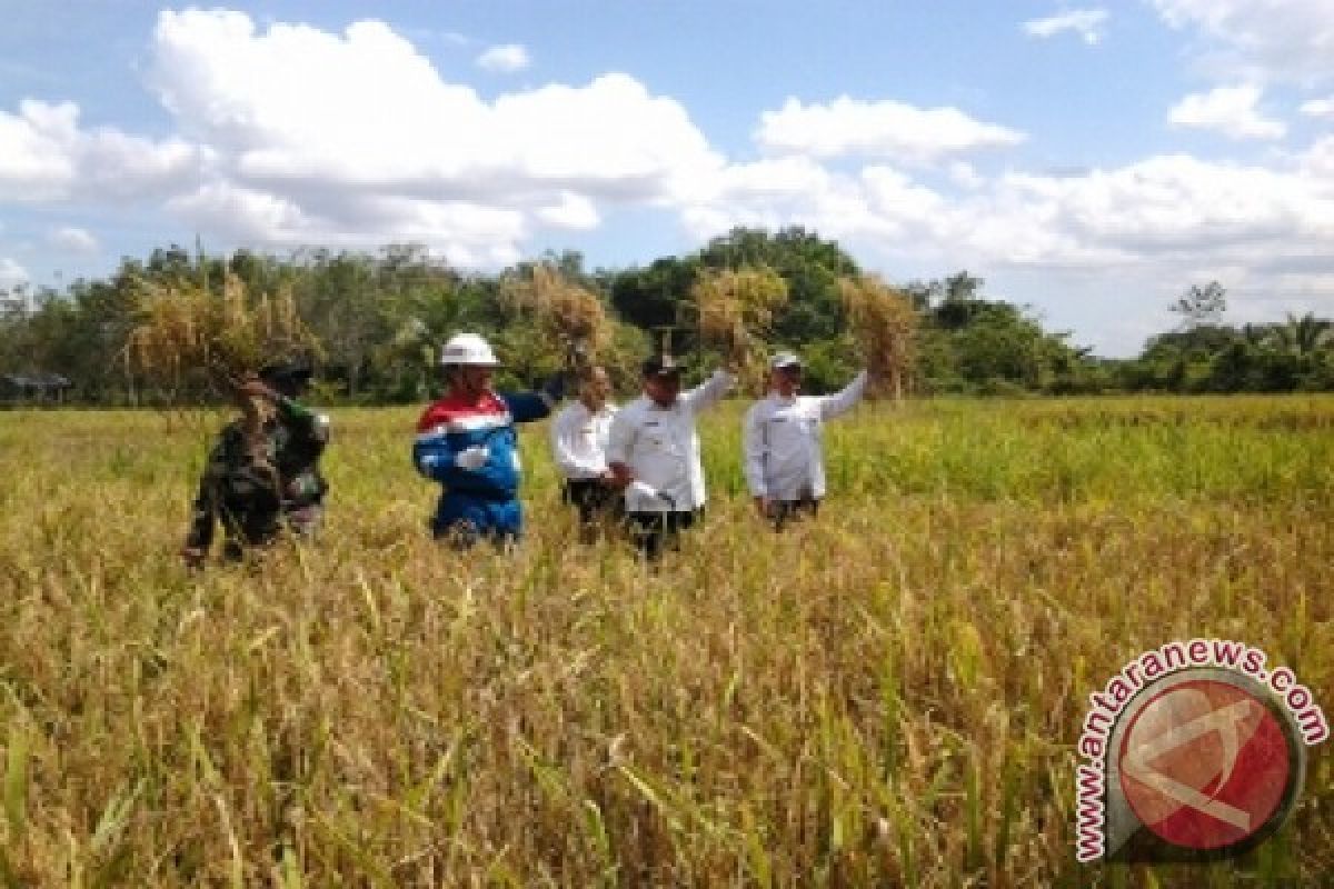 Pertamina continues to guide organic rice cultivation