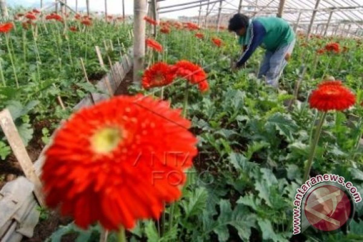 Bisnis bunga potong Sukabumi melonjak drastis