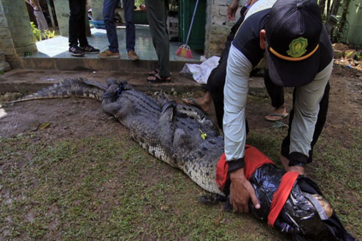 Buaya Muara Terjaring Nelayan Lampung Timur 