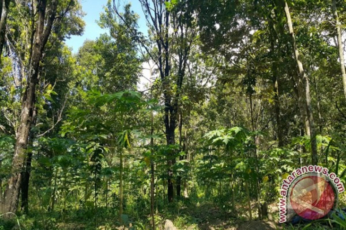 Perlu Bangun Pemahaman Bersama Lestarikan Hutan