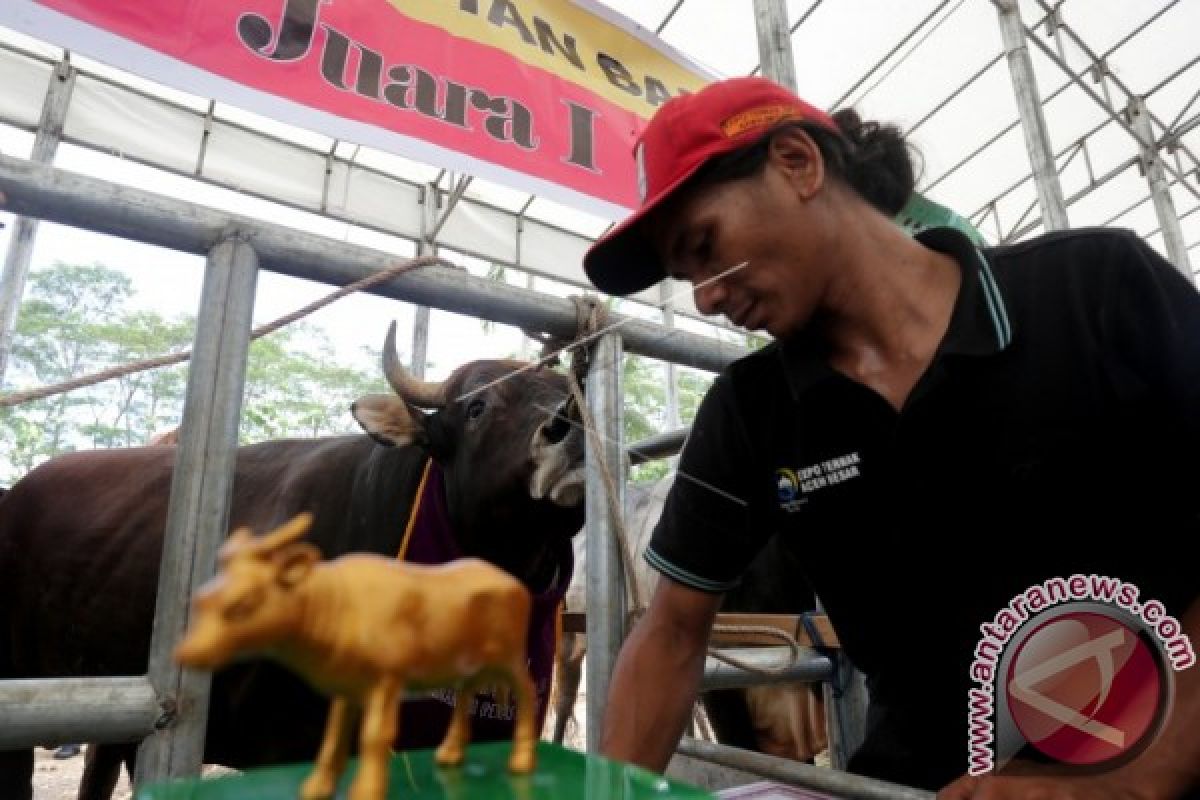 Benih Simental favorit peternak sapi di Aceh Utara
