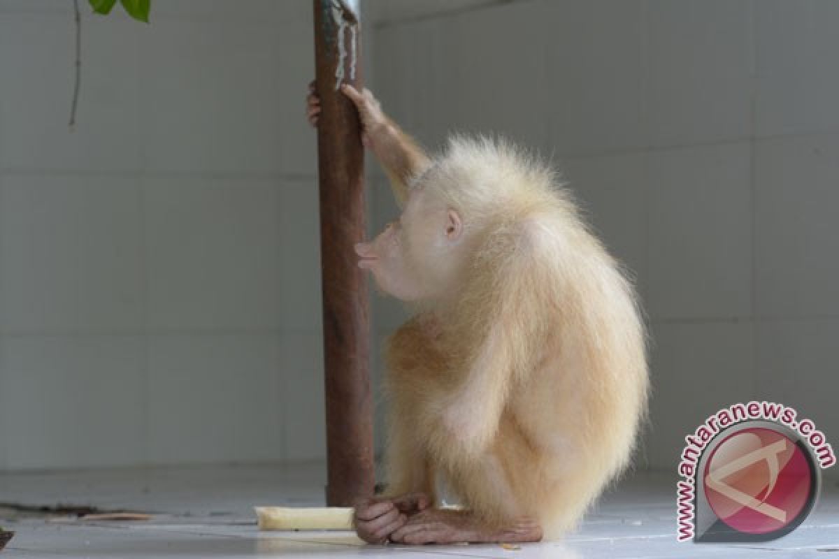 Orangutan Albino dilepasliarkan ke taman nasional