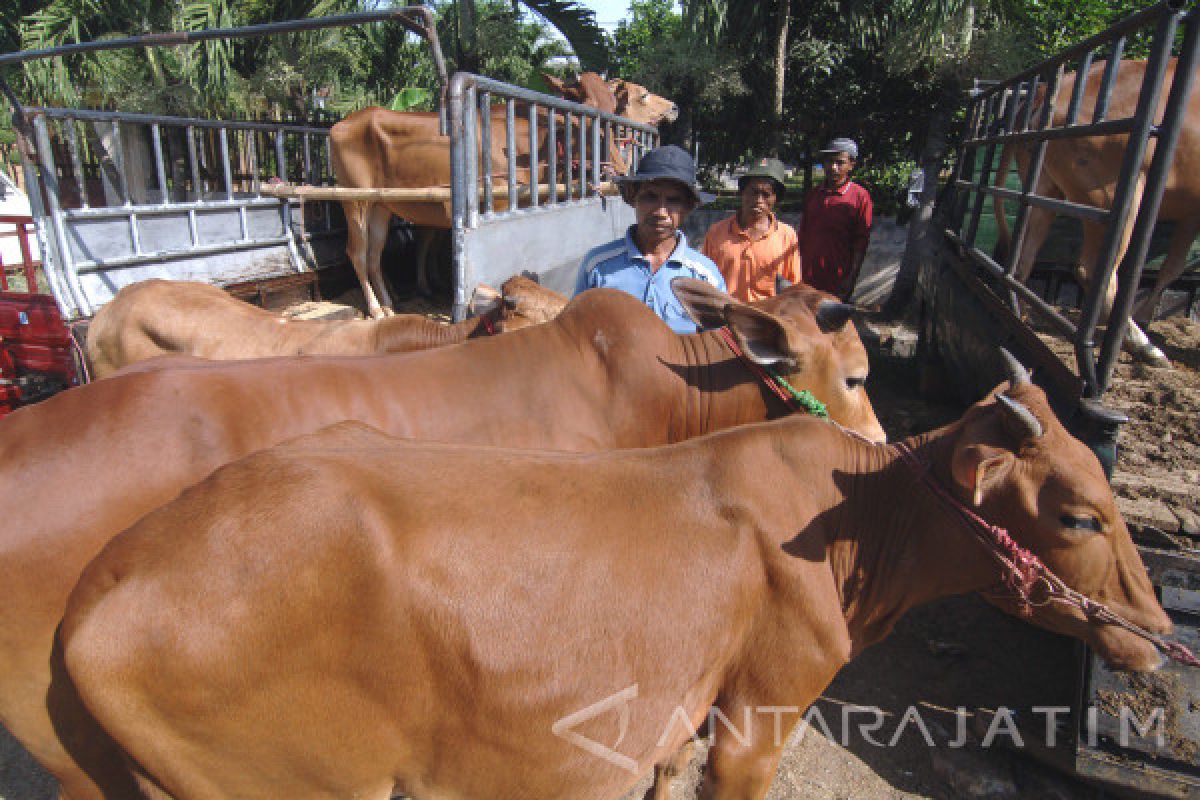 IA-CEPA tidak berpengaruh negatif bagi peternak sapi Kabupaten Malang