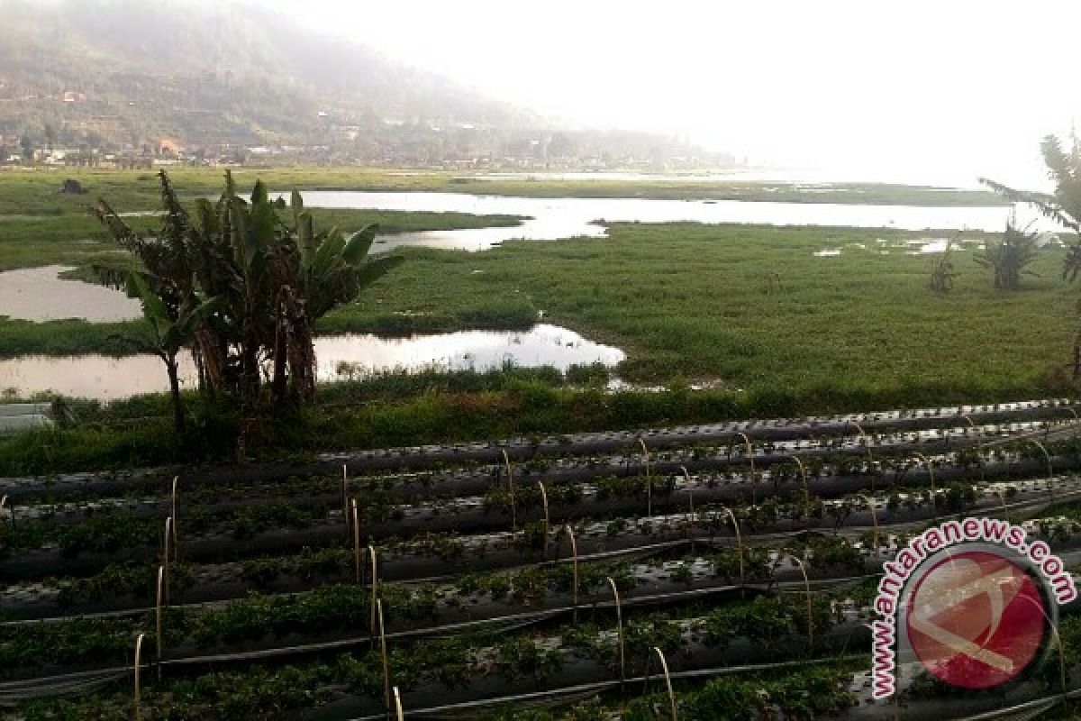 Luapan Danau Buyan Rendam Lahan Pertanian (video)