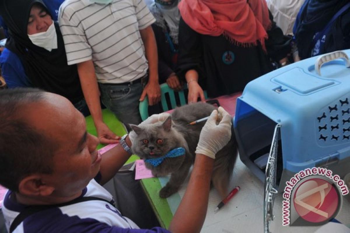 PDHI Sumsel sterilisasi gratis kucing peliharaan
