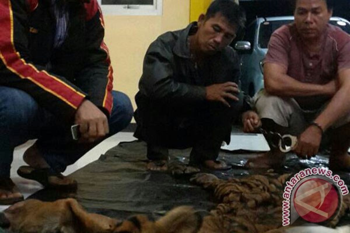 Dua Penjual Kulit Harimau Ditangkap Di Bengkulu