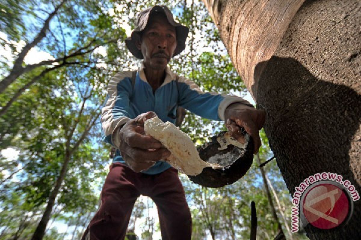 Government prepares smallholder rubber plantation rejuvenation scheme