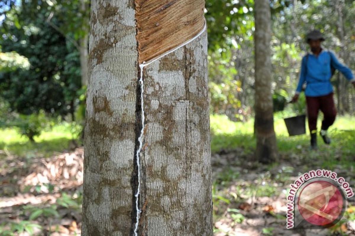 Dollar appreciation windfall for rubber exporters in South Sumatra