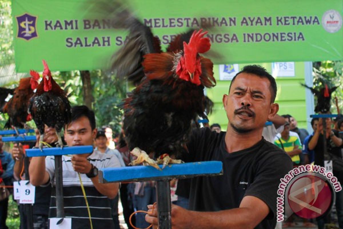 Kontes ayam ketawa di Palembang