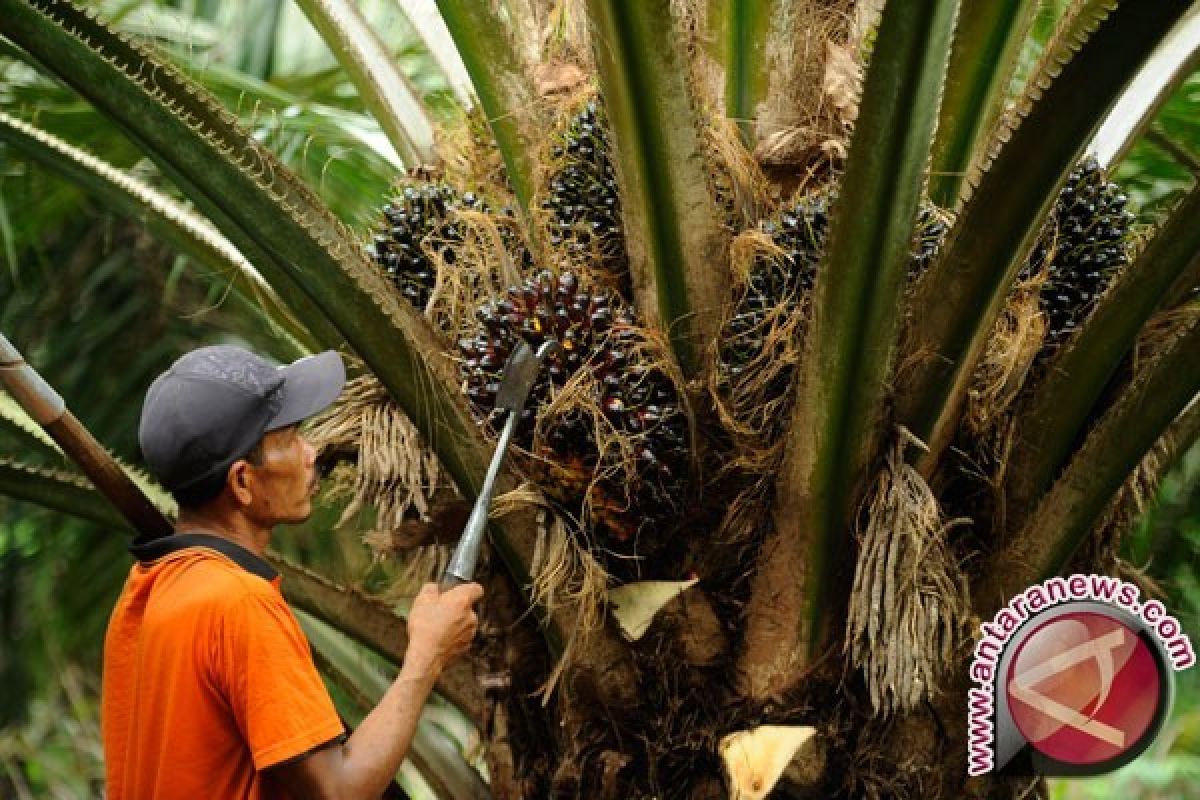 Target peremajaan tanaman sawit Jambi