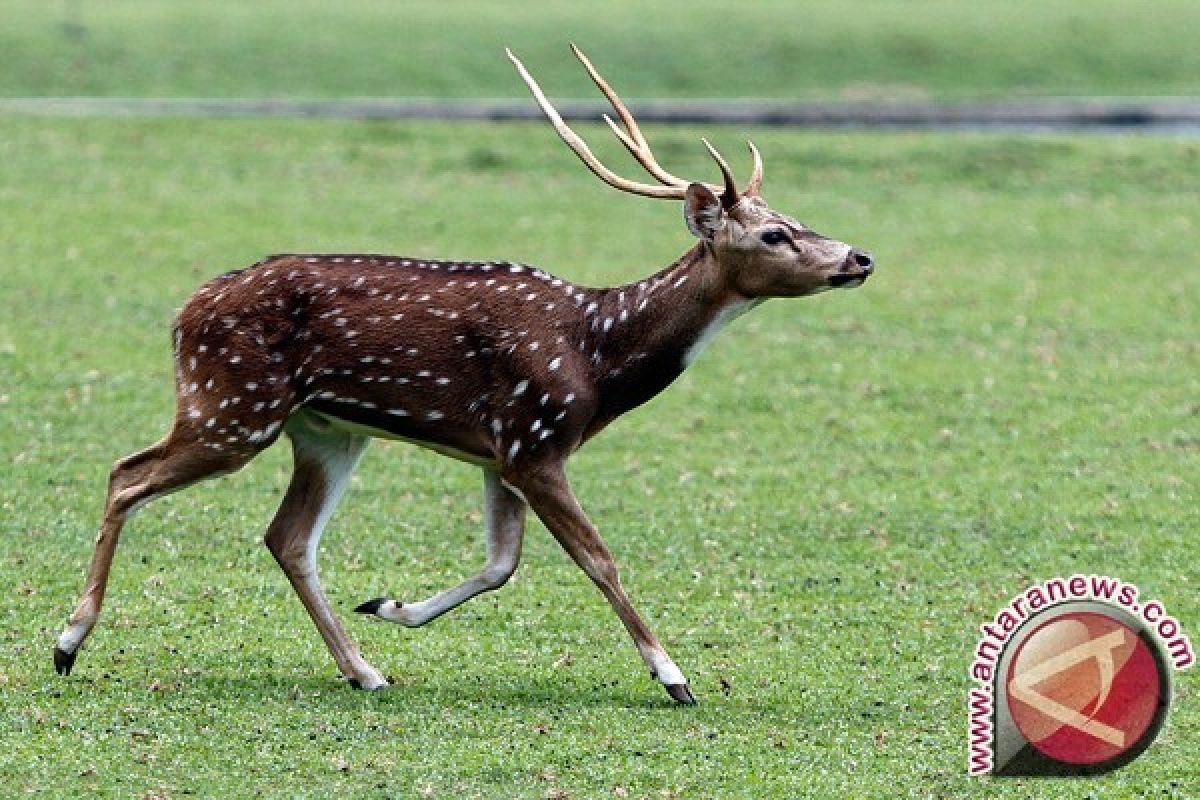 Kawanan rusa turun ke perkampungan Aceh Selatan