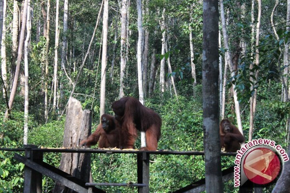 Hutan pinus Sarawolio jadi wahana wisata menarik