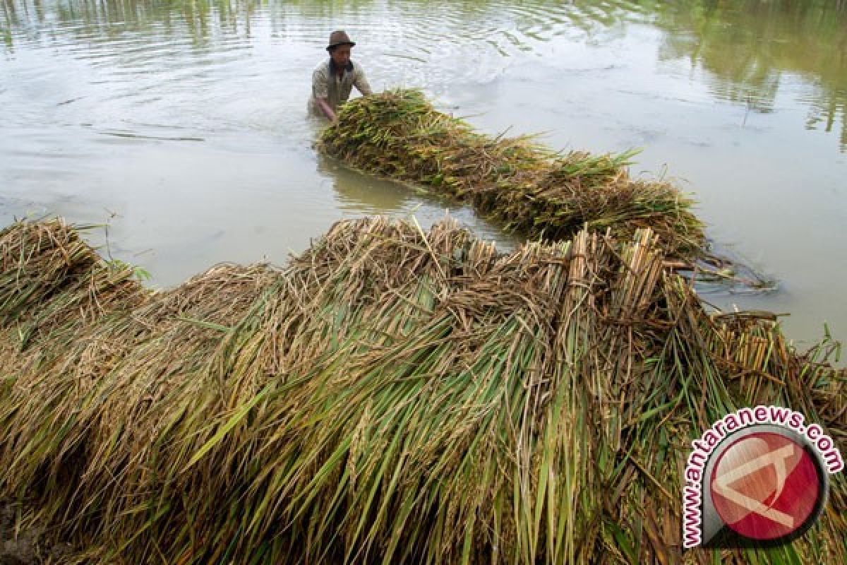 Petani Korban Bencana Alam Butuh Bibit Gratis