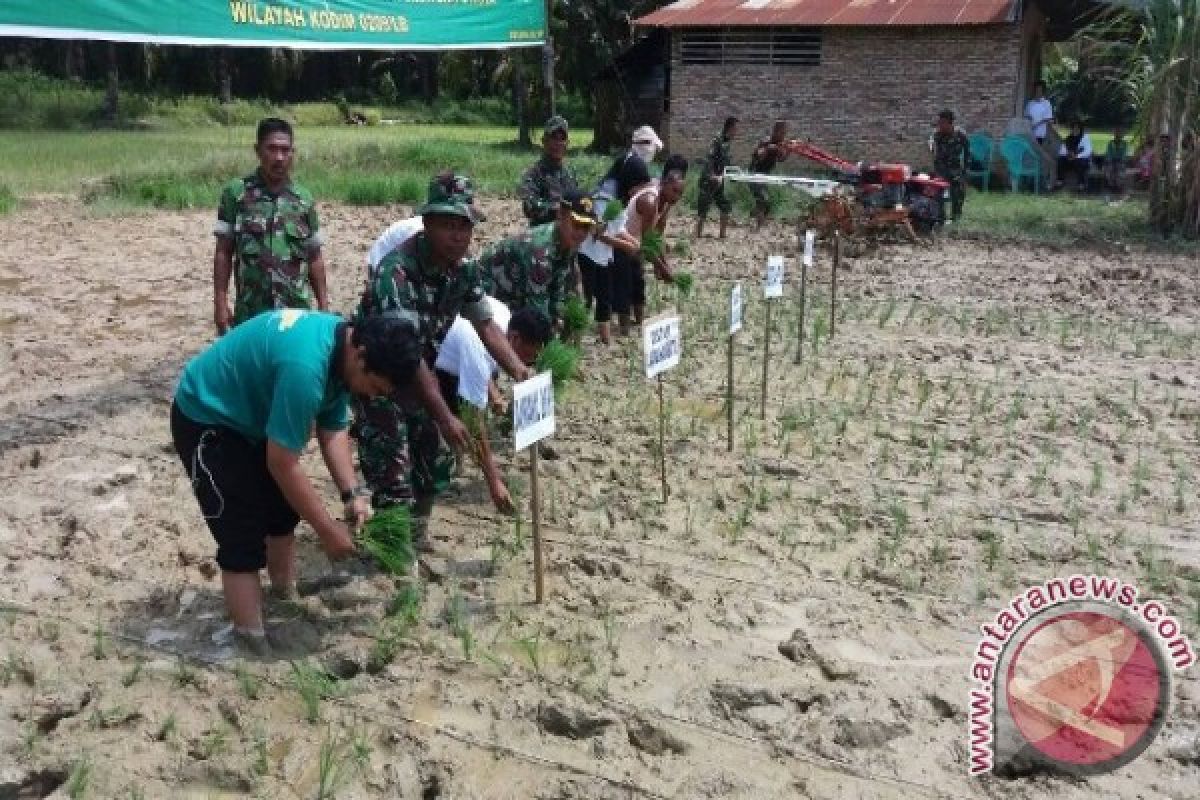 Koramil Lakukan Gerakan Tanam Padi Serentak