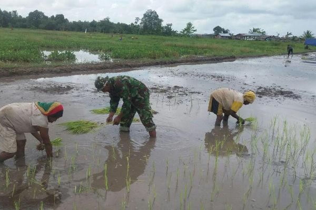 Babinsa Koramil Bade bantu petani tanam padi