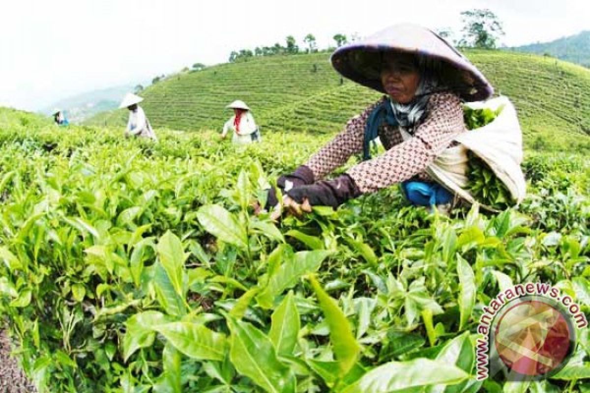 Kemendag harapkan adanya peningkatan ekspor teh