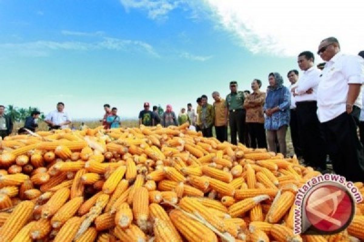 Southeast Sulawesi Has A Surplus Of 38,000 Tons Of Corn Grain