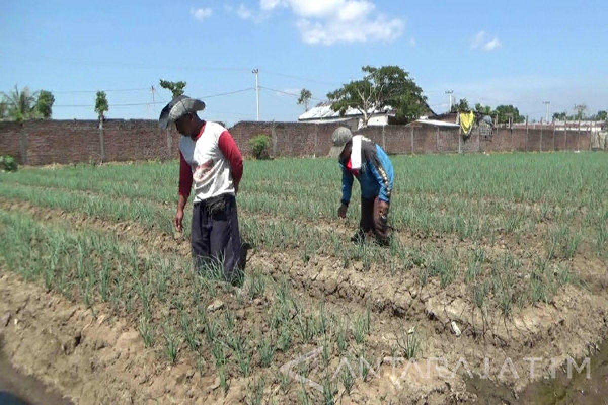 Petani Situbondo Mengeluh Harga Bawang Merah Anjlok