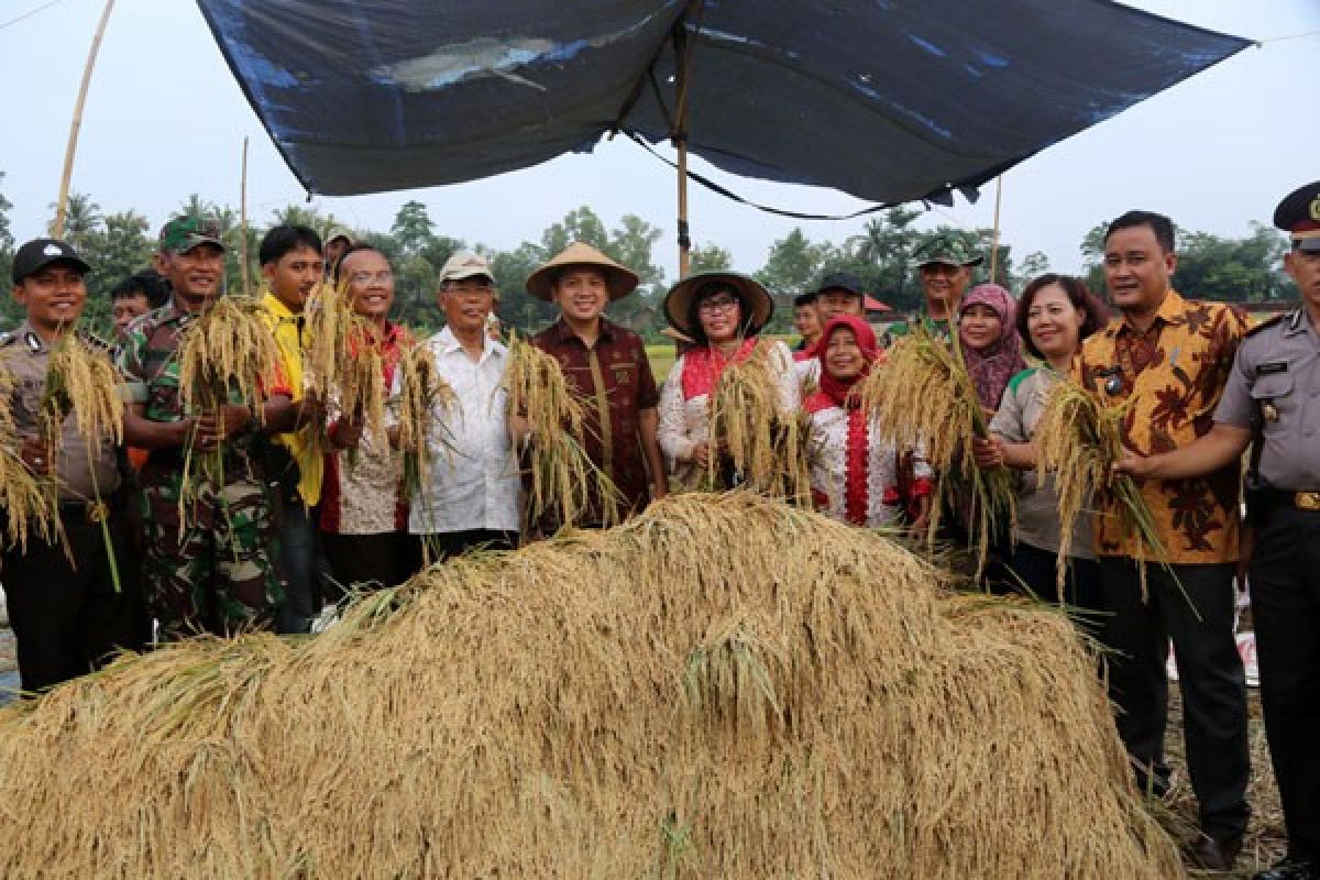 Data BPS, Harga Gabah Petani Lampung Naik