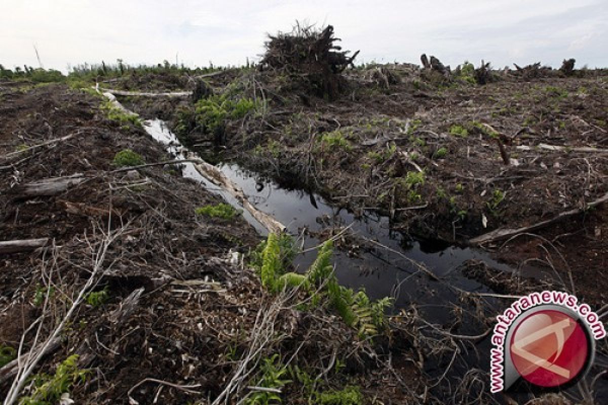 Kerusakan gambut akibatkan kerusakan sungai