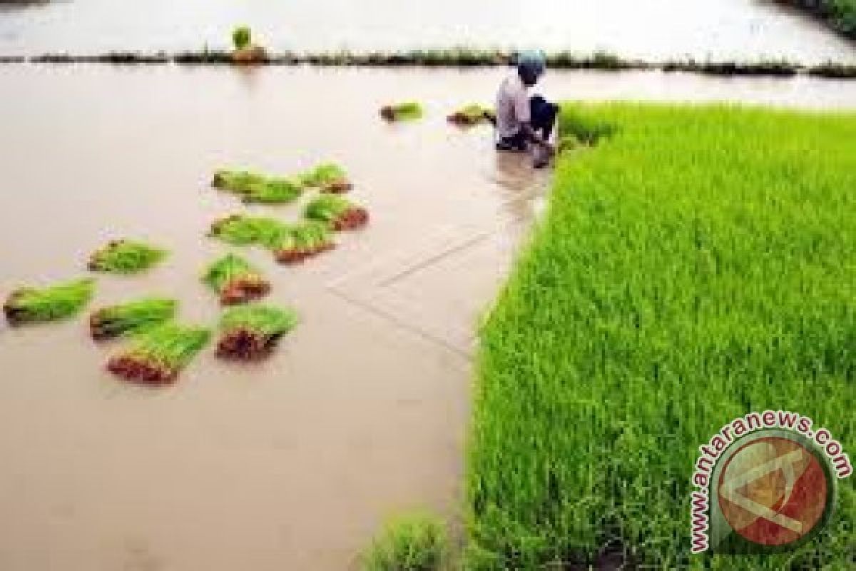 Asuransi Jasindo Data Sawah Korban Banjir Konawe