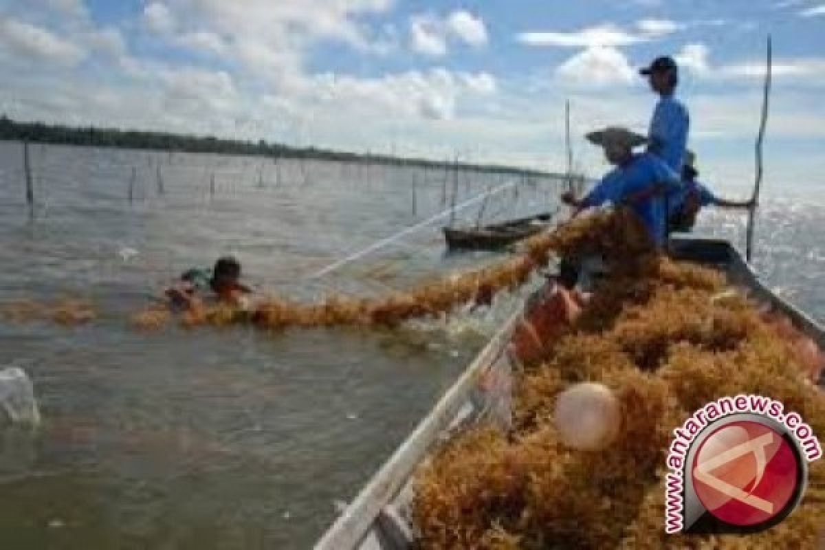 Petani Wakatobi Kesulitan Kembangkan Agar-Agar