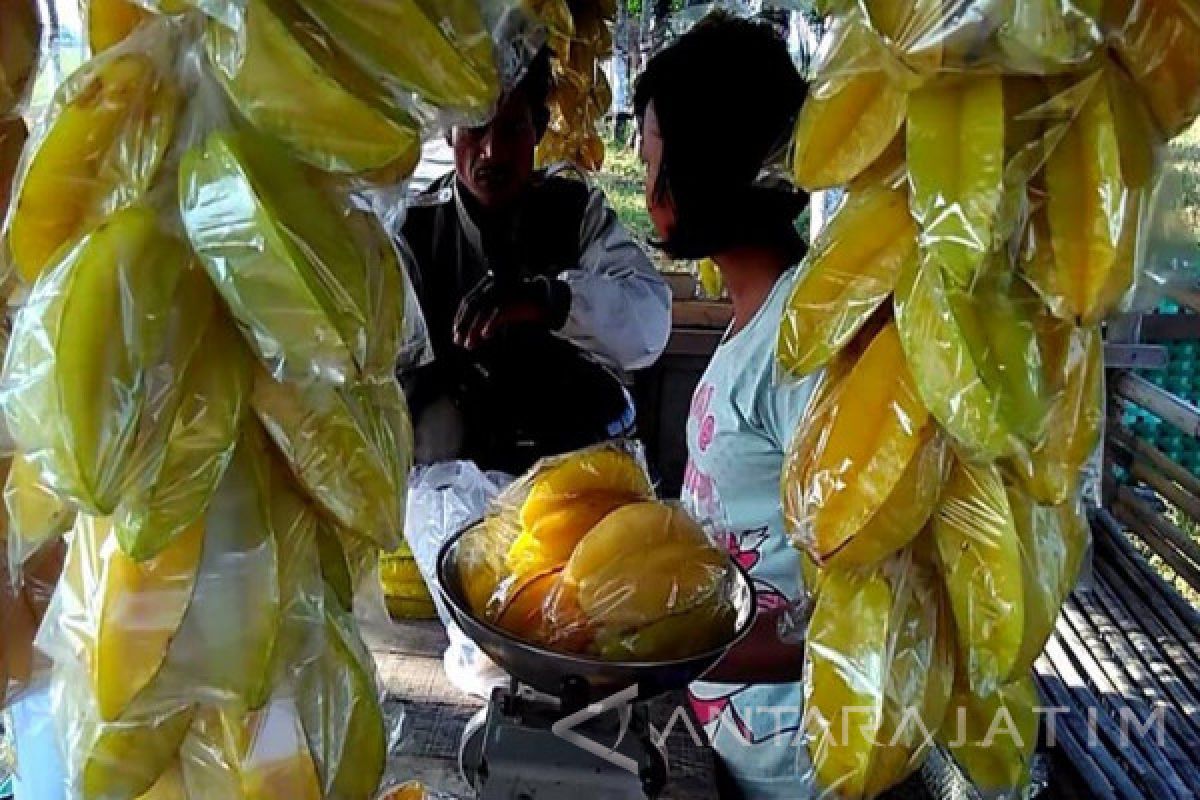 Objek Wisata Kebun Belimbing Bojonegoro Panen Raya (Video)