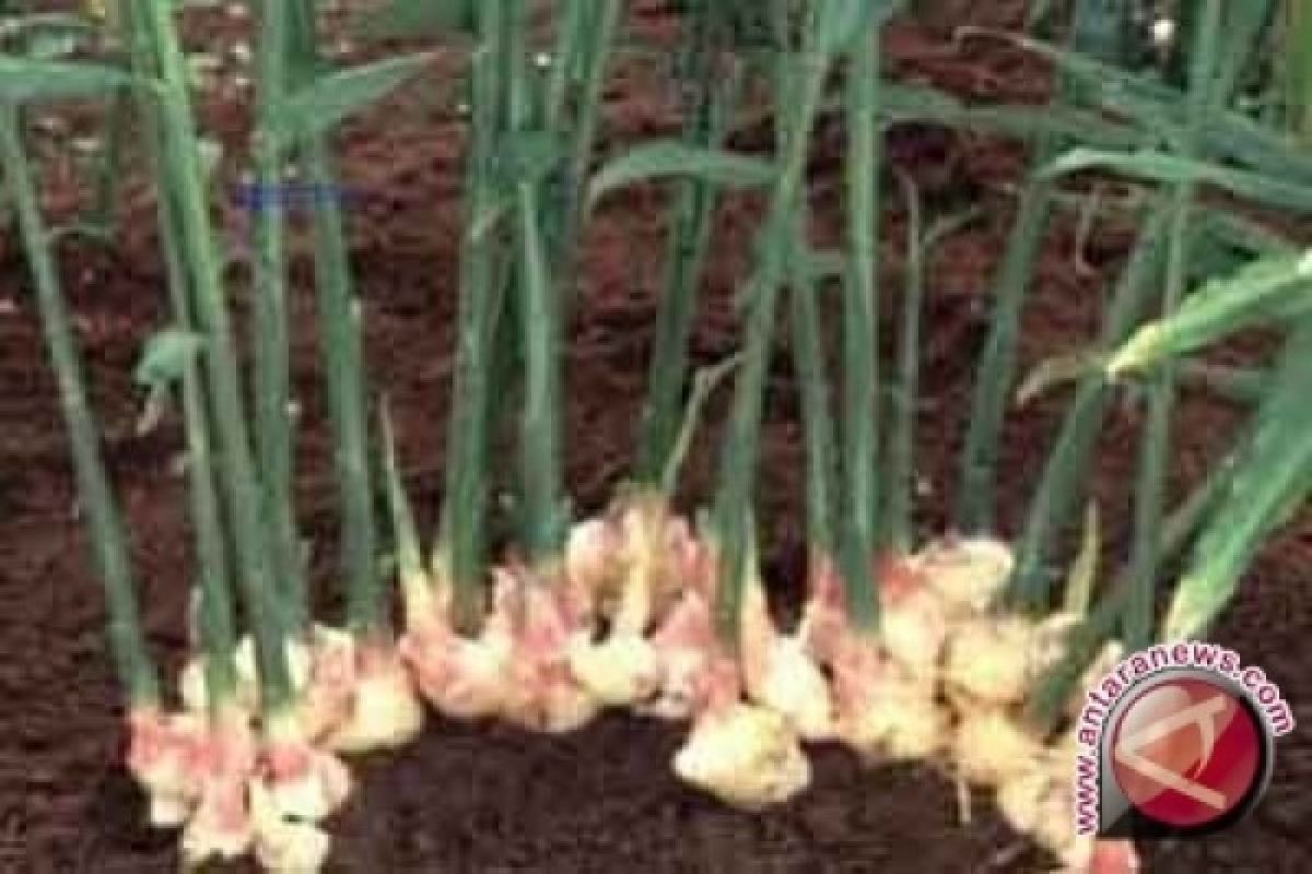 Petani Mulai Kembangkan Budi Daya Jahe Merah