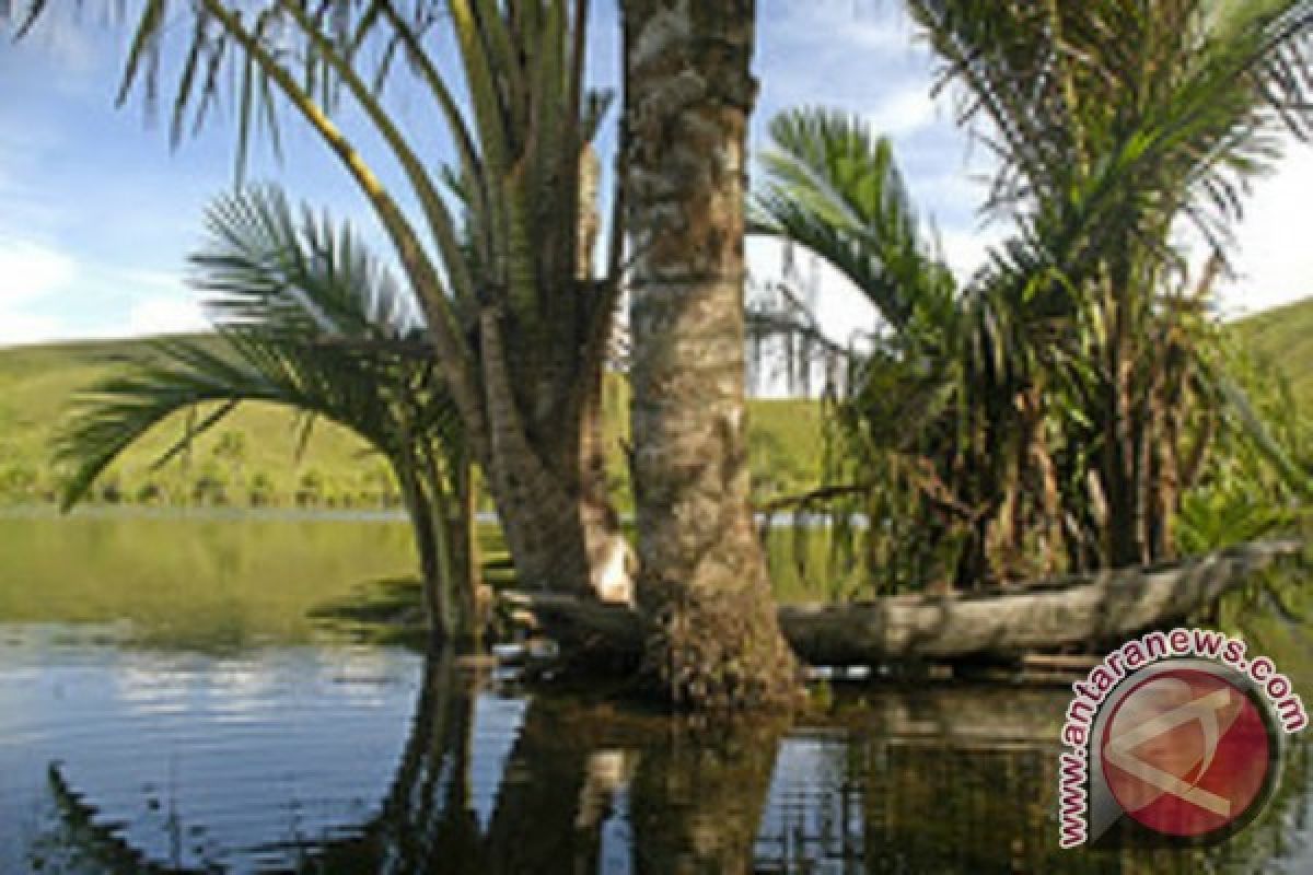 Masyarakat Palu Minta Hutan Sagu Dikonservasi