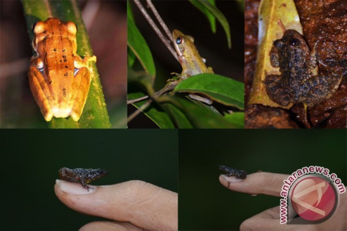 Biodiversitas Indonesia Bangun Kawasan Konservasi Katak