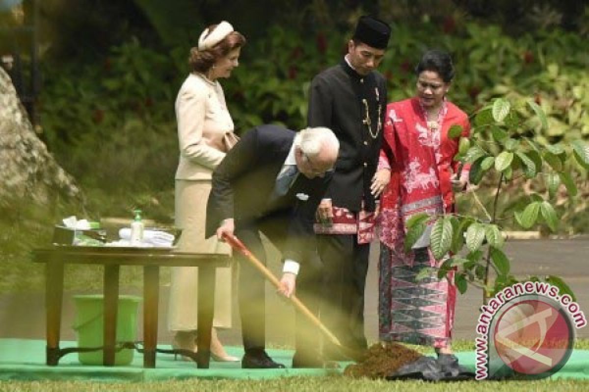 Raja Swedia Tanam Pohon Ulin Di CIFOR