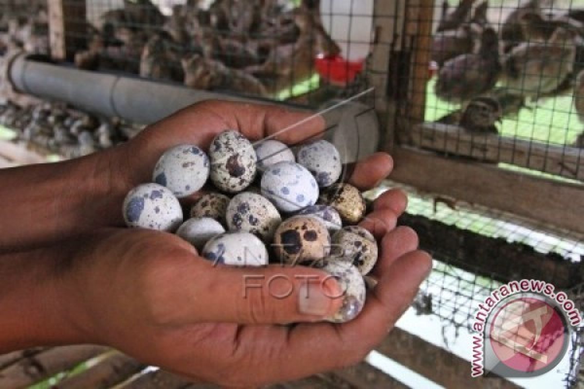 Indonesia Masih Kekurangan Telur Puyuh