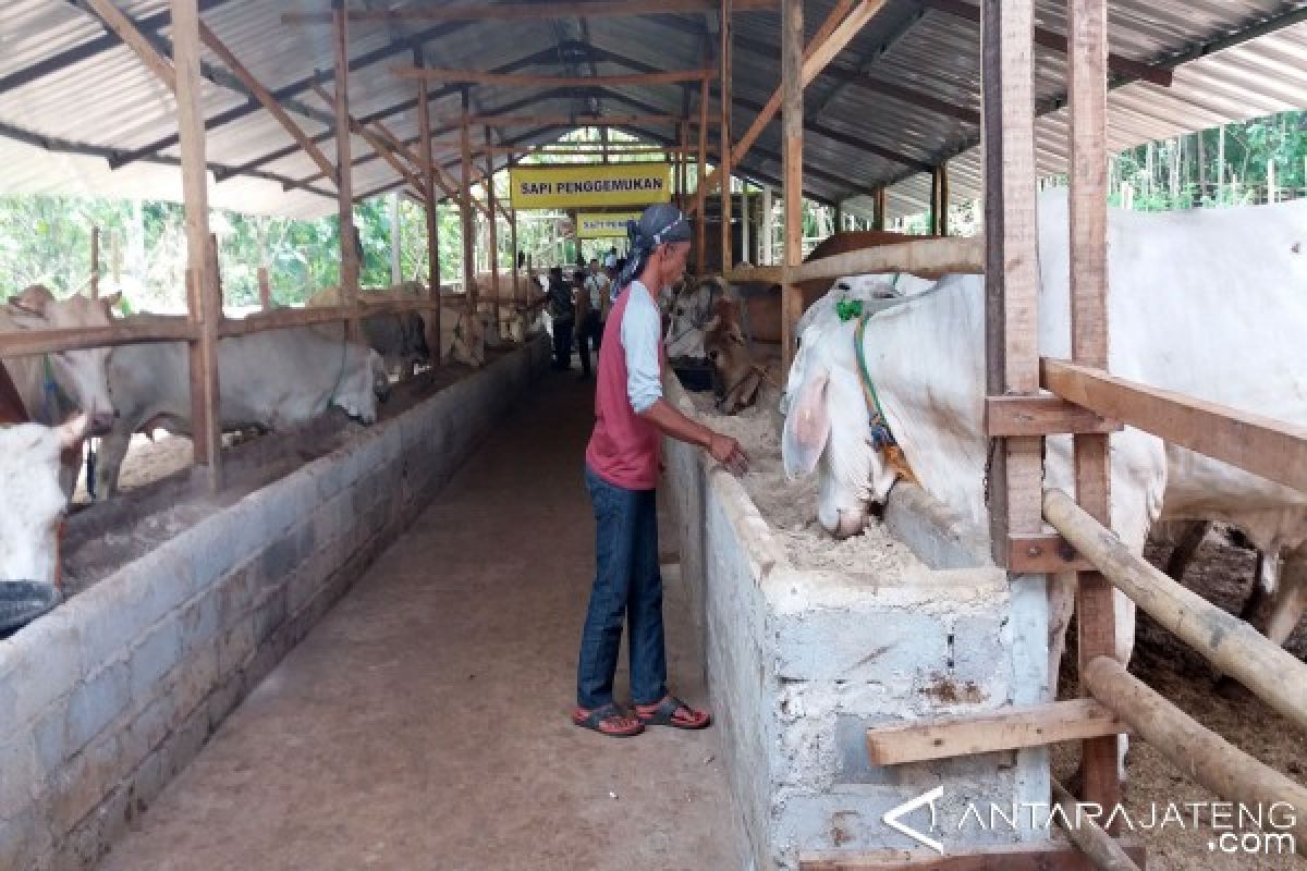 Program Sapi Bunting Banjarnegara Capai 93 Persen