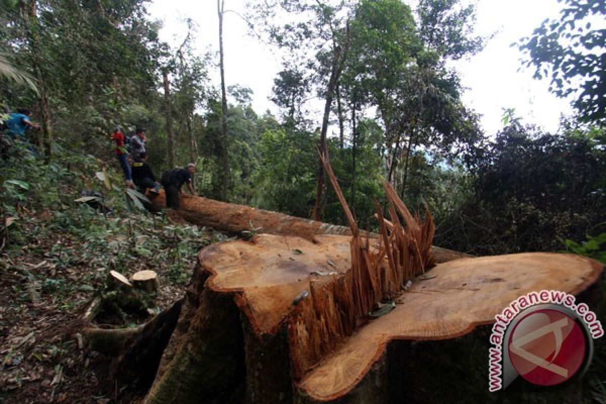 Wahli minta pemerintah lindungi satwa langka di TNG Leuser