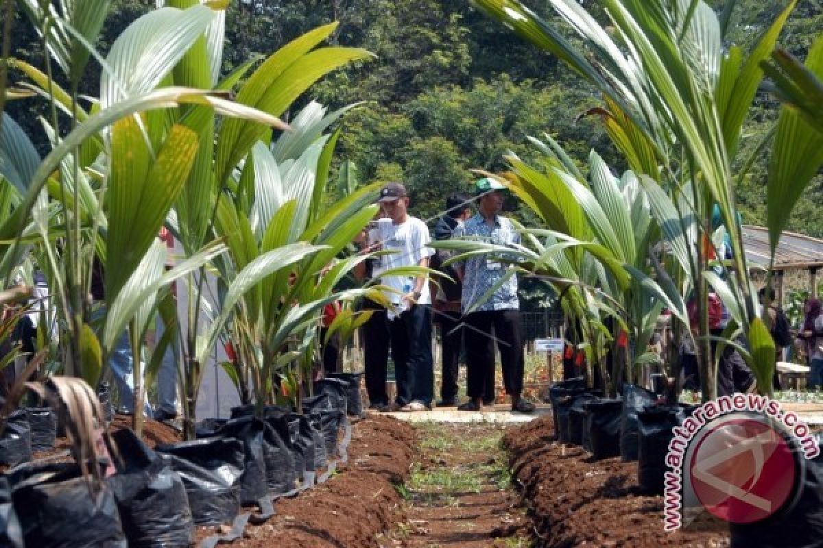 Disbun Kaltim Sertifikasi 1.040.711 Bibit Tanaman Perkebunan