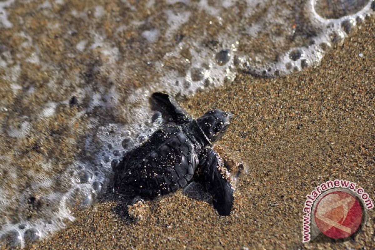 1.000 tukik dilepas di Pantai Taman Kili-kili