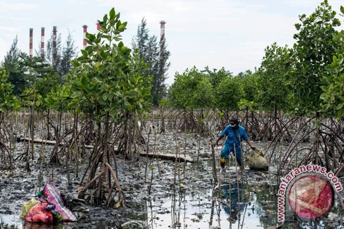 Komunitas sesalkan pembabatan mangrove di tapak PLTU oleh investor China