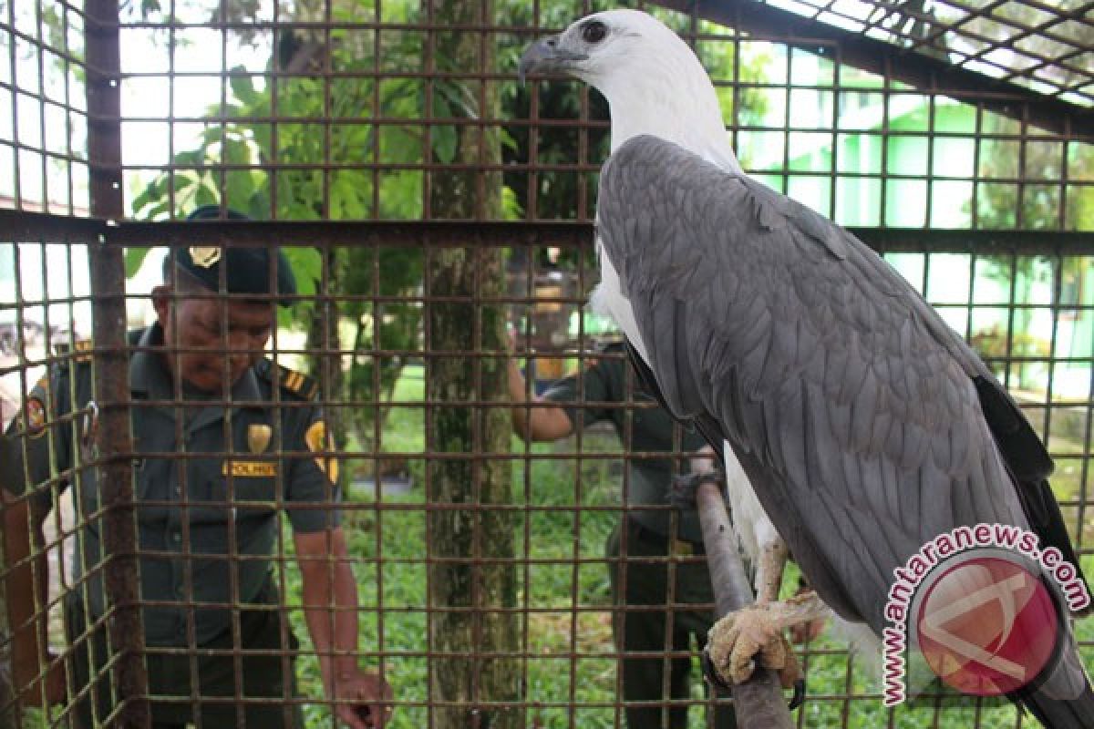 Delapan ekor elang dilindungi diamankan BPPH Sumatera