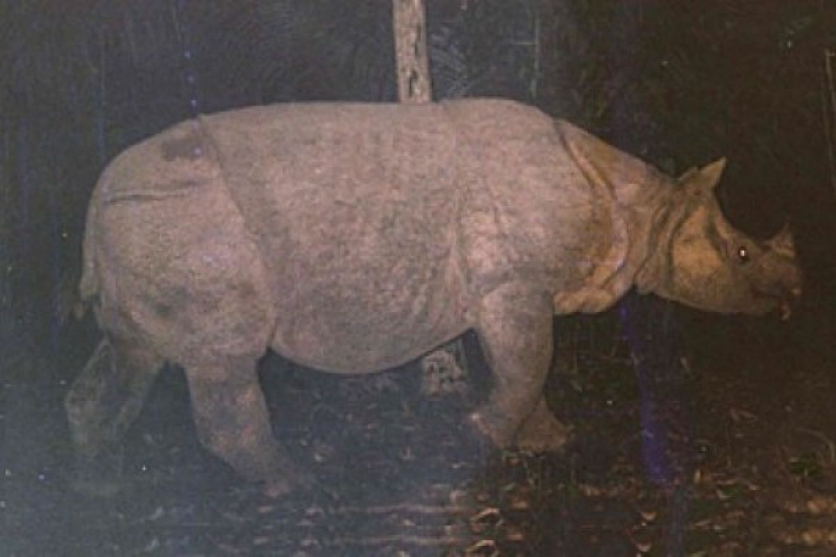Dua anak badak jawa lahir di Taman Nasional Ujung Kulon