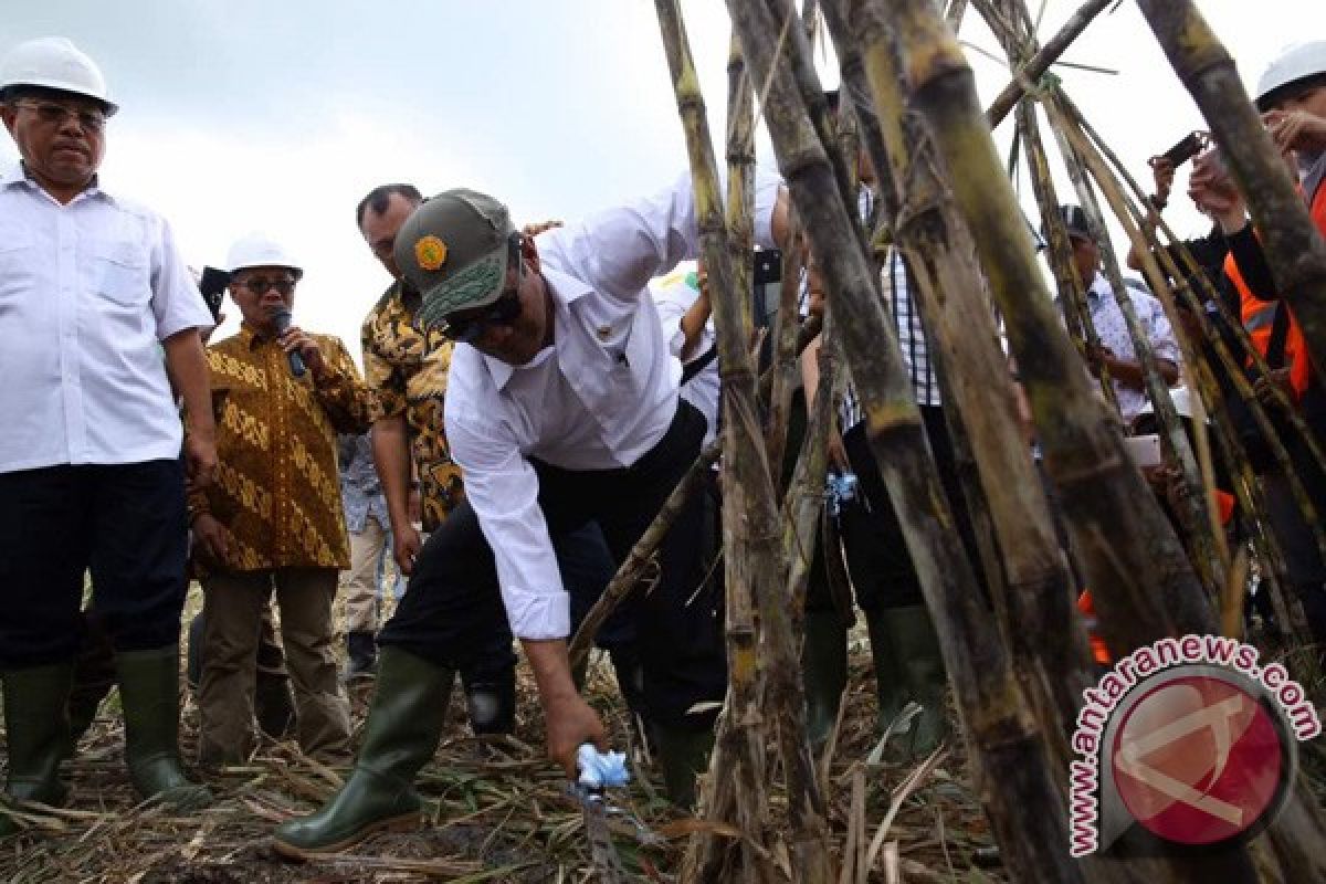 Mentan Tanam Tebu Perdana di Areal Rawa 