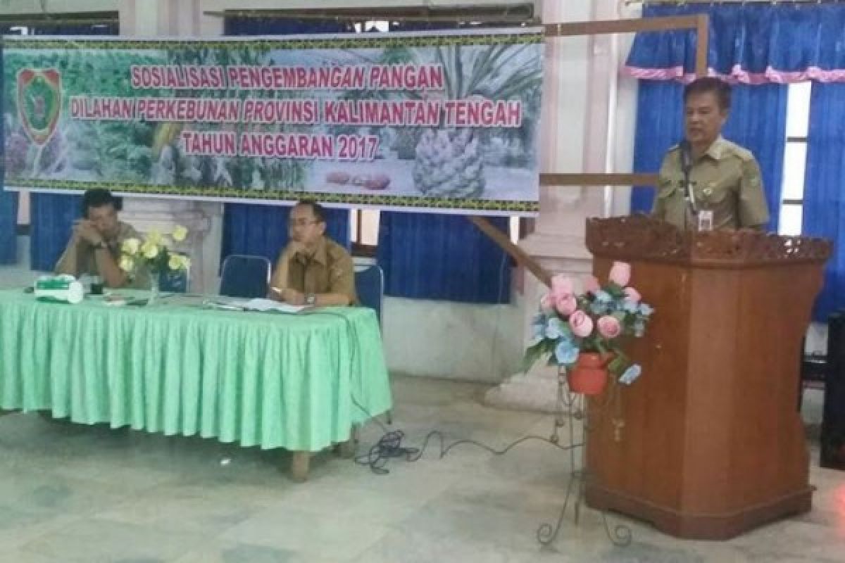 Sip! Pemprov Kalteng Berupaya Wujudkan Swasembada Jagung