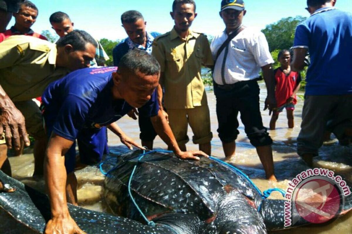 Dinas Perikanan Flores Timur Lepas Penyu Belimbing 