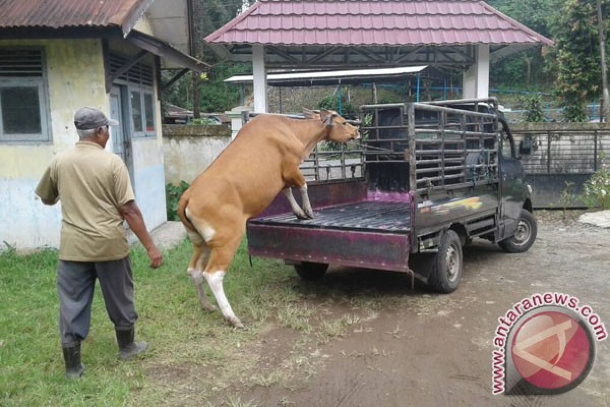 Mukomuko Larang Beli Sapi Terkena Penyakit Jembrana