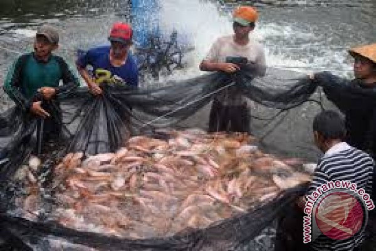 Produksi Balai Benih Sultra Penuhi Kebutuhan Lokal 